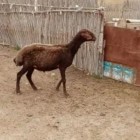 بره طوقلی نر قربانی بزرگ سالم و سرحال