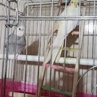 یه جفت عروس هلندی|پرنده|قزوین, |دیوار