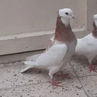 *طوقی هفترنگ سرور آبی دمسفید*