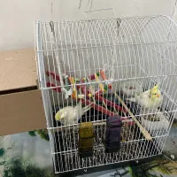 یه جفت عروس هلندی