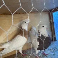 طوقی زردباخت دادم