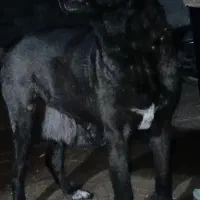 سگ لاس|سگ|مبارکه, |دیوار