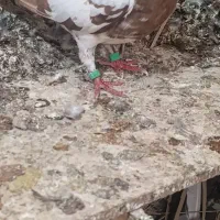 میولمنز ماده|پرنده|آبپخش, |دیوار