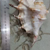 صدفهای خاص|ماهی|اصفهان, جلفا|دیوار