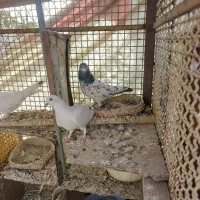 کبوتر