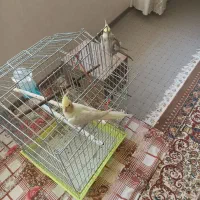 یک جفت عروس هلندی
