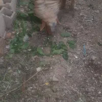 دجیجه آبستن دوماه چاق پرگوشت