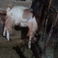 بز نر یک ساله