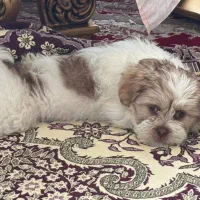 شیتزو ۲ ماهه