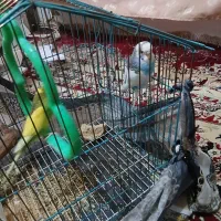 مرغ عشق زیبا|پرنده|نیشابور, هفده شهریور|دیوار