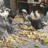 خروس لهستانی اصیل و سالم|حیوانات مزرعه|سنندج, |دیوار