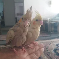 عروس هلندی|پرنده|سنندج, |دیوار