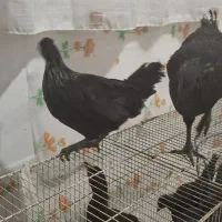 جوجه ایام سمانی اصل|حیوانات مزرعه|شیراز, کوشک میدان|دیوار