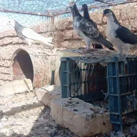 کفتر پرشی|پرنده|سده (خراسان جنوبی), |دیوار