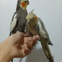 جفت کارداده عروس هلندی|پرنده|تهران, مسعودیه|دیوار