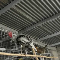 بوقلمون نر درجه یک درشت|حیوانات مزرعه|گرگان, |دیوار