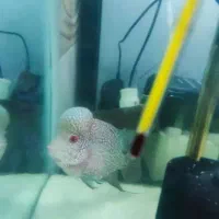 فلاور نر|ماهی|تبریز, |دیوار