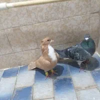 کفتر|پرنده|تربت‌حیدریه, ۴۵ متری|دیوار