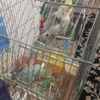 عروس هلندی معاوضه باگرینچیک