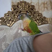 گرینچیک گمشده محدوده اخمقیه