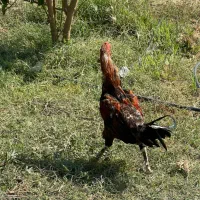 مرغ فروشی فوری|حیوانات مزرعه|رودان, |دیوار