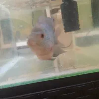 ماهی فلاور.پنکوسی.کت چوبی.اسکارمعاوضه باچانا کوچک|ماهی|تهران, شهرک شریعتی|دیوار