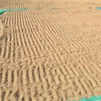 چلتوک هاشمی درجه ۱