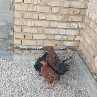 مرغ و خروس