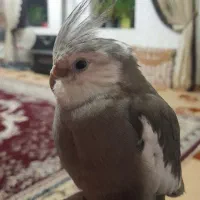 عروس هلندی نر و ماده|پرنده|نهاوند, |دیوار