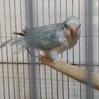 راهب چهار ماهه