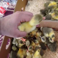 جوجه غاز یکروزه