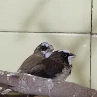 فنچ|پرنده|تهران, جی|دیوار