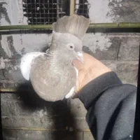 کبوتر سینه سیاه و سرخ|پرنده|ارطه, |دیوار