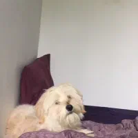 واگذاری سگ شیتزو تریر