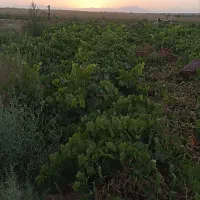 نهال انگور بیدانه سفید|خدمات باغبانی و درختکاری|خرمدشت, |دیوار