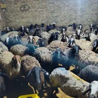 60راس پرواردرجه یک میش وشیشک قربان