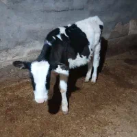 گوساله نر هلشتاین|حیوانات مزرعه|بوئین زهرا, |دیوار