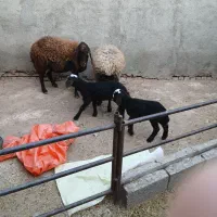 میش و بره دوعدد|حیوانات مزرعه|تربتحیدریه, بالا ولایت|دیوار