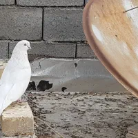 تهرونی چش نوک