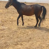 مادیون سالم وسرحال
