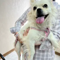 واگذاری سگ اشپیتز