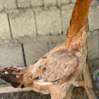 مرغ لاری اصیل