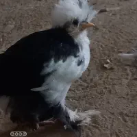 سلطان