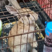 سرپرستی خرگوش ماده|موش و خرگوش|اندیشه, شهرک کوثر|دیوار