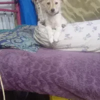 سگ پامر اشپیتز