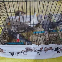 عروس هلندی|پرنده|عجب شیر, |دیوار