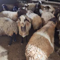 گوسفند فروشی