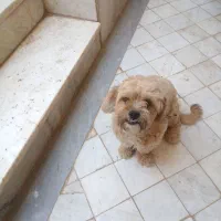 سگ خانگی فهمیده