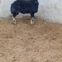 بره قوچ پلنگی گوش بادومی|حیوانات مزرعه|باروق, |دیوار