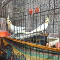 عروس هلندی|پرنده|دوگنبدان, |دیوار